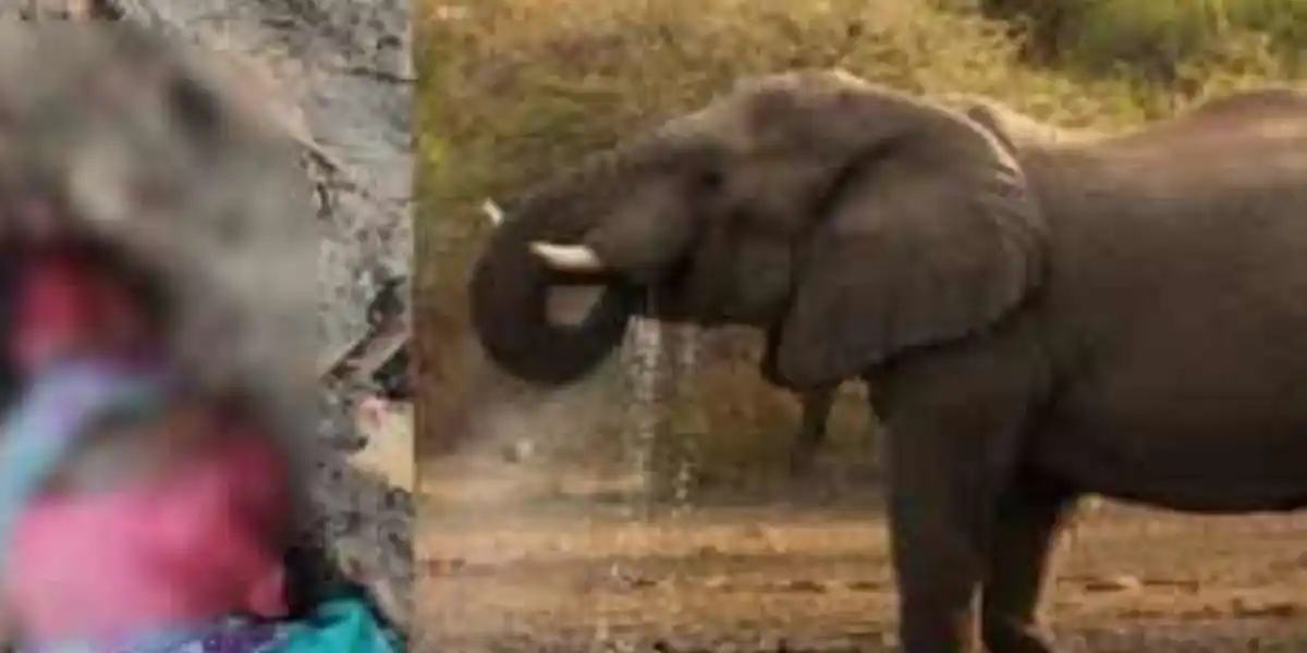 हाथी के हमले में महिला की मौत